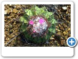 Cactus de Urimaco, Melocactus curvispinus