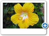 Cayeno amarillo ,Hibiscus Grandiflorus chinacotensis