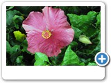 Hibiscus Grandiflorus chinacotenses