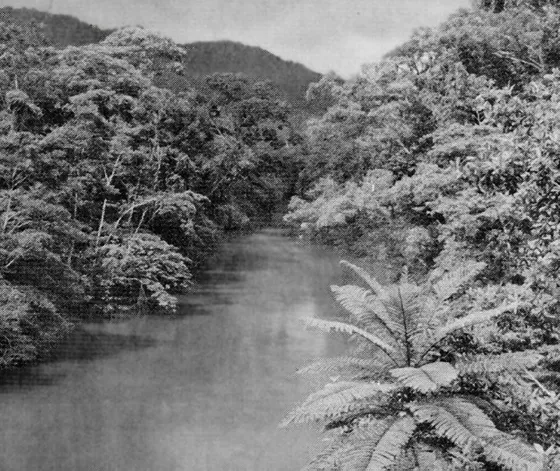 Río Tibú en plena selva del Catatumbo. Década del 50.