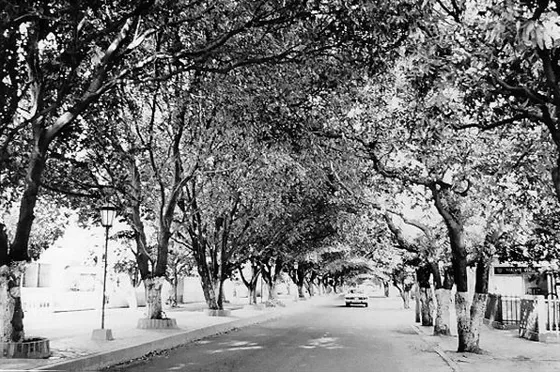 Avenida Los Faroles. Barrio Quinta Oriental. Uno de los ejemplos de la arborización de la ciudad es esta calle que va desde la Avenida Cero.