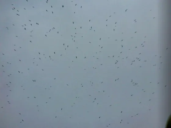 Bandada de aves en atardecer lluvioso en Cúcuta