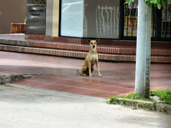 Dumbo Perro guardián de la avenida Cero B de barrio blanco, muy querido en el sector