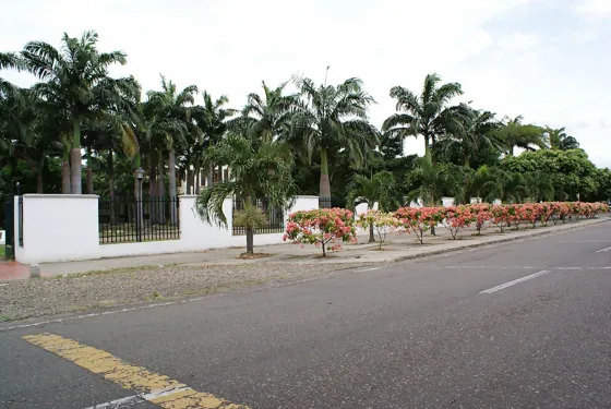Avenida arborizada con palmeras y flores