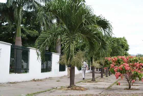 Andén con palmeras y rejas blancas