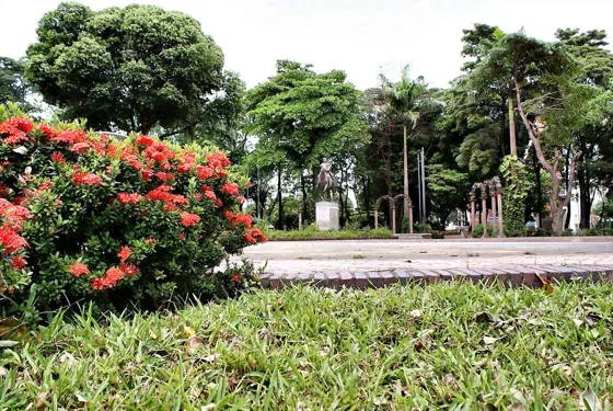 Jardín con flores rojas en un parque