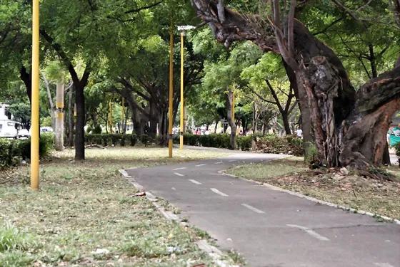 Ciclovía bajo los árboles de un parque
