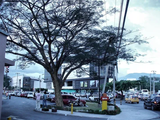 Gran árbol en una glorieta con tráfico alrededor