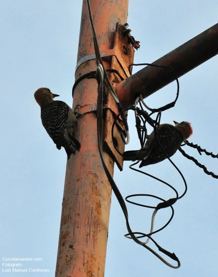 Aves de nuestra región, sector Monumento Cristo Rey. Cristo Rey. Cúcuta