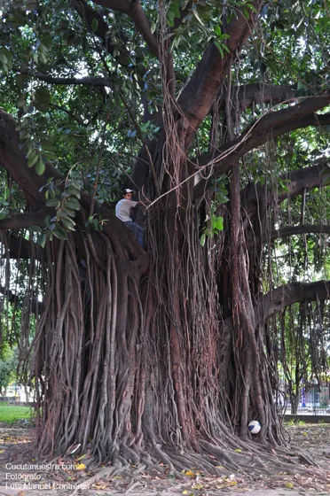 Llamativo e inmenso árbol en el parque del Templo Histórico en Villa del R.