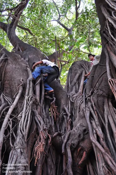 Llamativo e inmenso árbol en el parque del Templo Histórico en Villa del R.