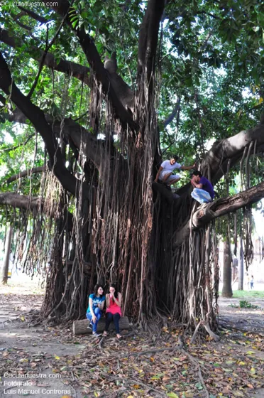 Llamativo e inmenso árbol en el parque del Templo Histórico en Villa del R.