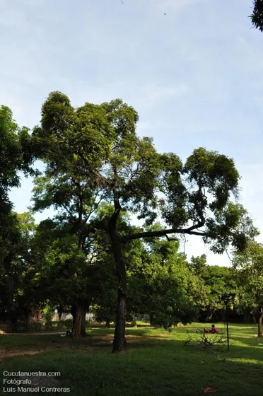 Árboles que adornan el parque del Templo Histórico en Villa del Rosario