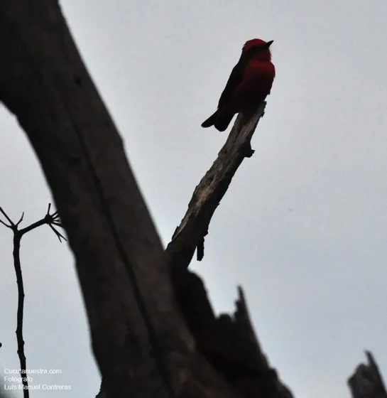Aves de nuestra región, sector Monumento Cristo Rey. Cristo Rey. Cúcuta