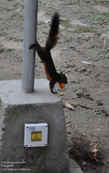 Ardilla en el Ecoparque. Cúcuta