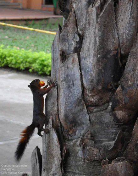 Ardilla uno de los habitantes del Ecoparque. Cúcuta