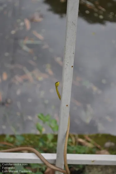 Culebra verde otro habitante del Ecoparque. Cúcuta