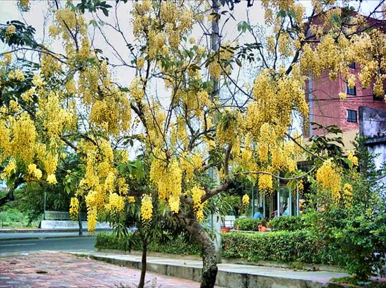 LLUVIA DE ORO, nombre científico Cassia Fistula, adorna nuestros parques, el de la fotografía está ubicado en el parque Francisco de Paula Andrade en el Malecón contiguo al colegio Calasanz y al restaurante Lónderos Sur.