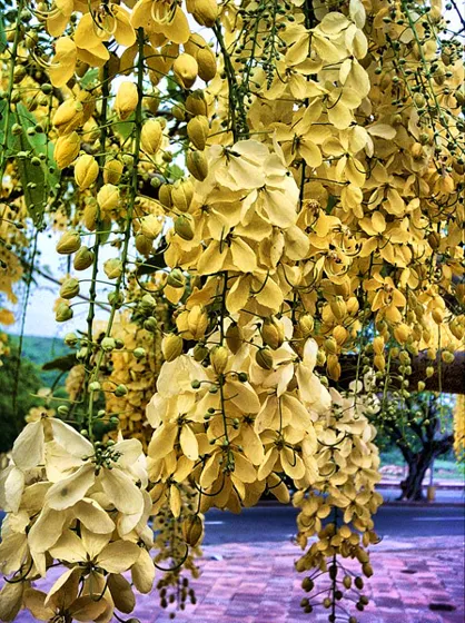 LLUVIA DE ORO, nombre científico Cassia Fistula, adorna nuestros parques, el de la fotografía está ubicado en el parque Francisco de Paula Andrade en el Malecón contiguo al colegio Calasanz y al restaurante Lónderos Sur.