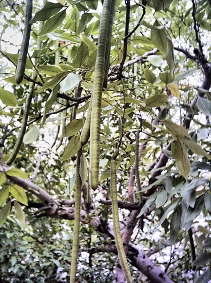 Árbol con vainas largas y delgadas