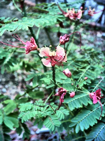 Clavellina, arbusto de flores rojas y rosadas