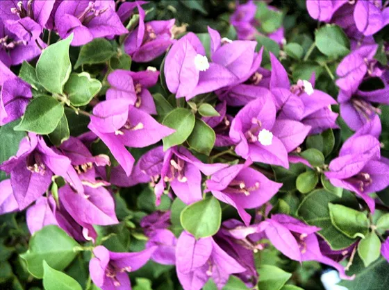 VERANERA, nombre científico Bouganvillea glabra (Nyctaginaceae), adorna los jardines y patios de muchas casa de nuestra ciudad, tambien se pueden ver en algunas vías como el Malecón.