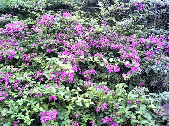 VERANERA, nombre científico Bouganvillea glabra (Nyctaginaceae), adorna los jardines y patios de muchas casa de nuestra ciudad, tambien se pueden ver en algunas vías como el Malecón.