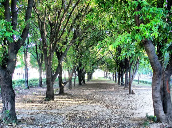 Pequeño bosque de OITÍES en el Malecón frente al teatro las Cascadas, nombre científico Licania tomentosa, sustituyó desde hace varios años a la Acacia en las aceras de nuestras calles.