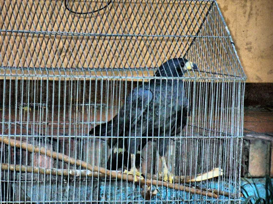 Pájaro negro en una jaula
