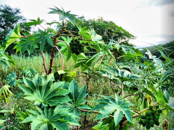 HIGUERILLA, nombre científico Ricinus communis, antiguamente muy abundante en nuestros bosques cercanos, hoy todavía podemos apreciarlo en algunas zonas de la periferia donde aún no han urbanizado y a orillas del río Pamplonita.