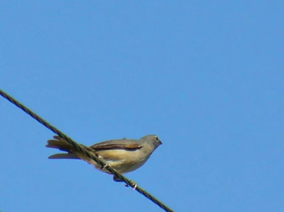 Pájaro posado en un cable