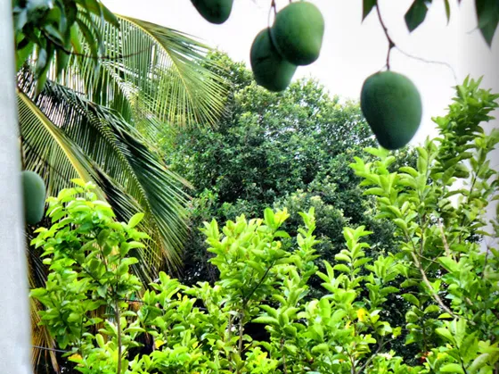 Mangos en el árbol junto a una palma