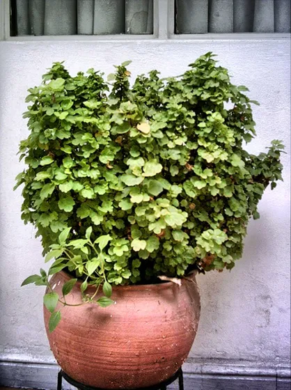 Planta ornamental en una matera de barro