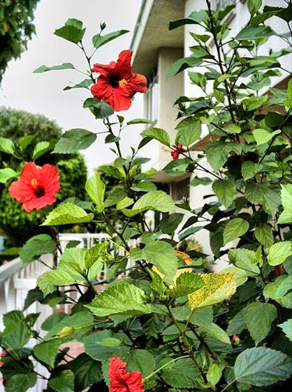 Cayenas rojas en un jardín