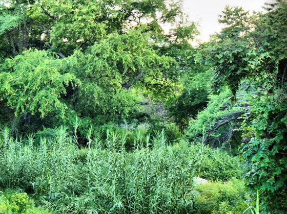 Vegetación silvestre a la orilla del río