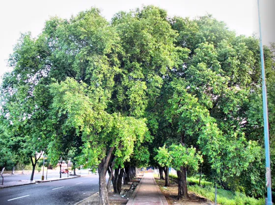Árboles frondosos en una avenida