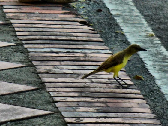 Pájaro de pecho amarillo sobre un andén