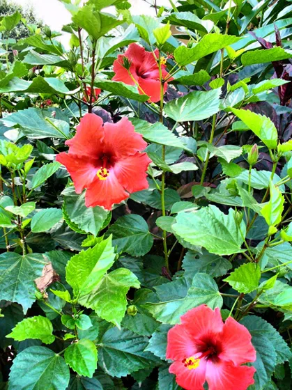 Cayenas rojas en flor