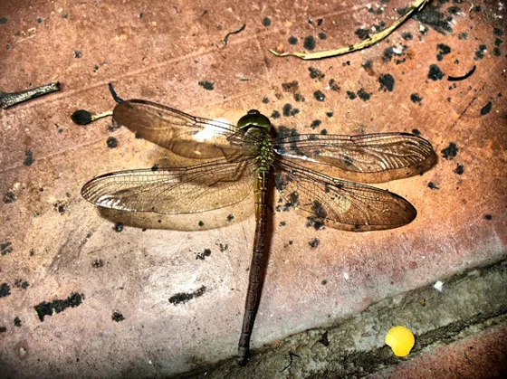 Libélula posada sobre una pared