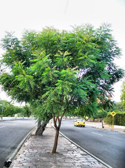 Árbol joven en el separador de una avenida