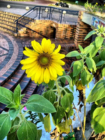 Girasol en un jardín