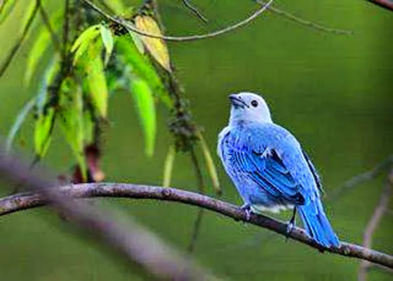 AZULEJO, nombre científico thraupis episcopus; aunque a diario lo podíamos apreciar en la mayoría de nuestros árboles frutales, actualmente se encuentra en peligro de extinción en nuestra región.