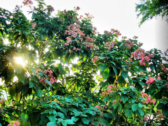 Arbusto de flores rosadas
