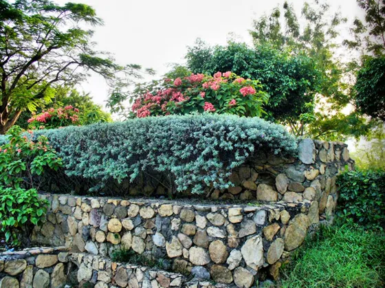 Jardín con arbustos sobre un muro de piedra