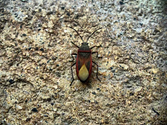 Chinche roja y negra sobre una piedra