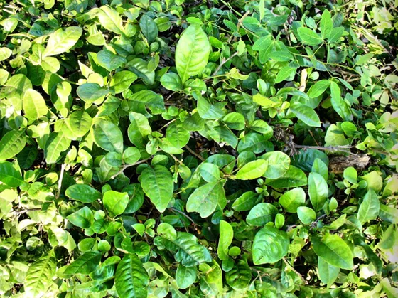 Follaje verde de un arbusto