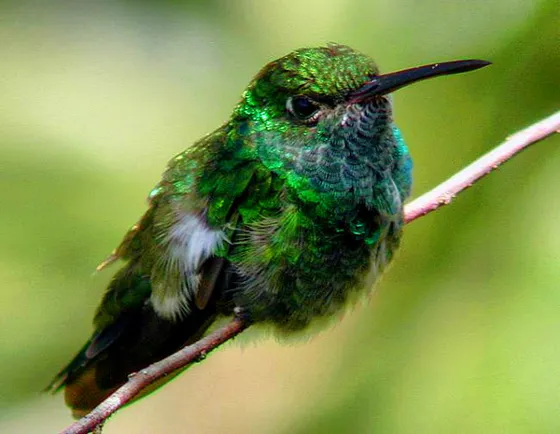 Colibrí posado en una rama