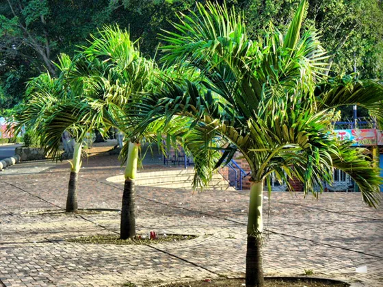 Palmas ornamentales en una plazoleta