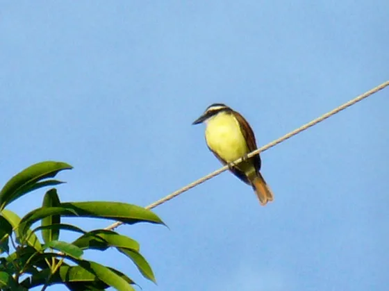 Bichofué posado en un cable