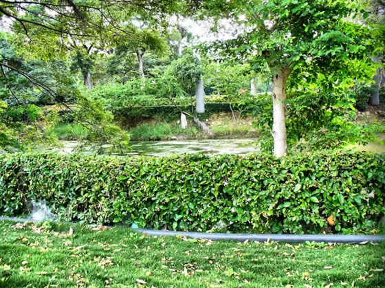 Jardín con setos y una laguna al fondo